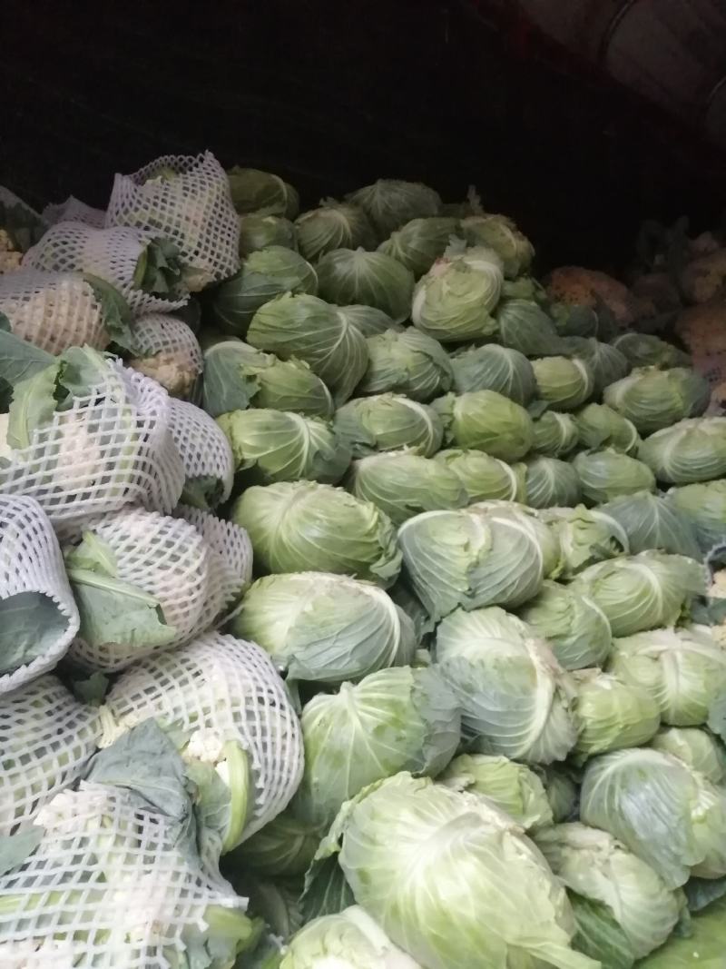 圆包菜，扁包菜，货源充足，诚信经营，质优价廉，欢迎订购。