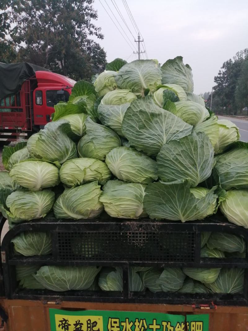 圆包菜，扁包菜，货源充足，诚信经营，质优价廉，欢迎订购。