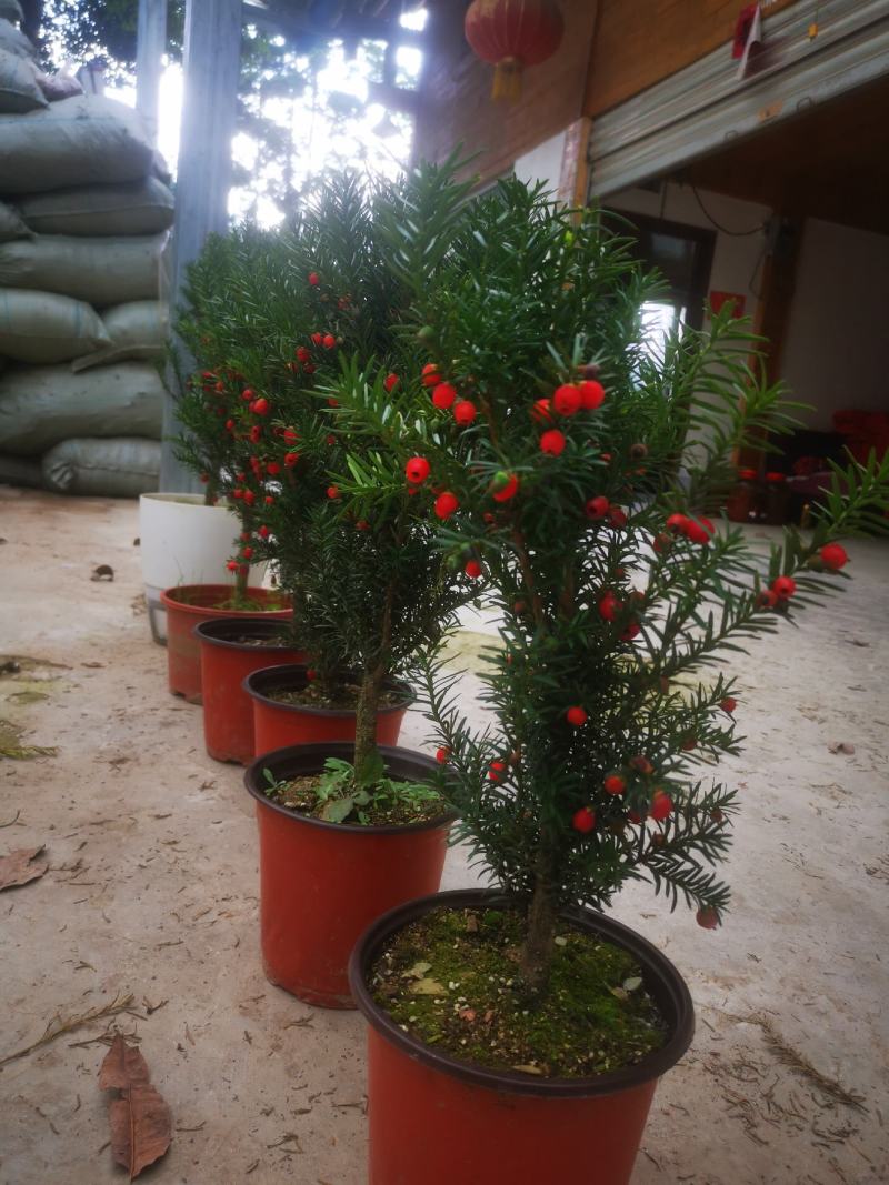 曼地亚红豆杉杯苗挂果母树，带花蕾公树，基地发货无中介包邮