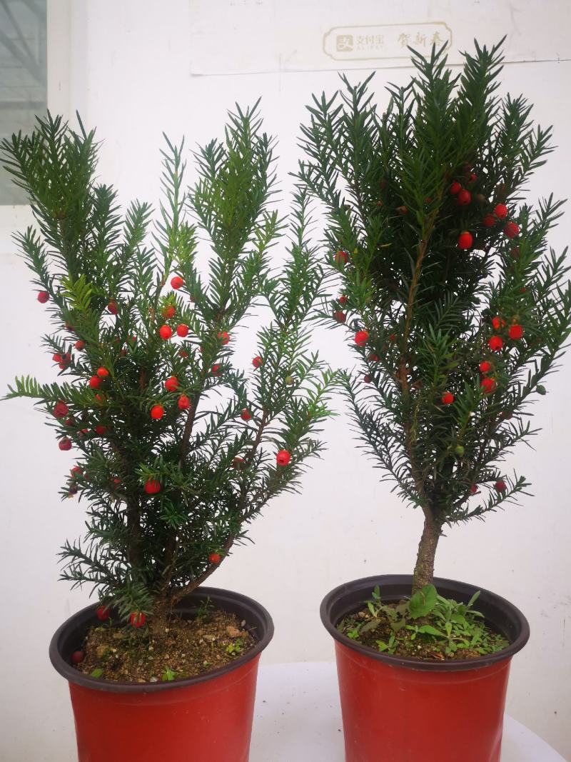 曼地亚红豆杉杯苗挂果母树，带花蕾公树，基地发货无中介包邮