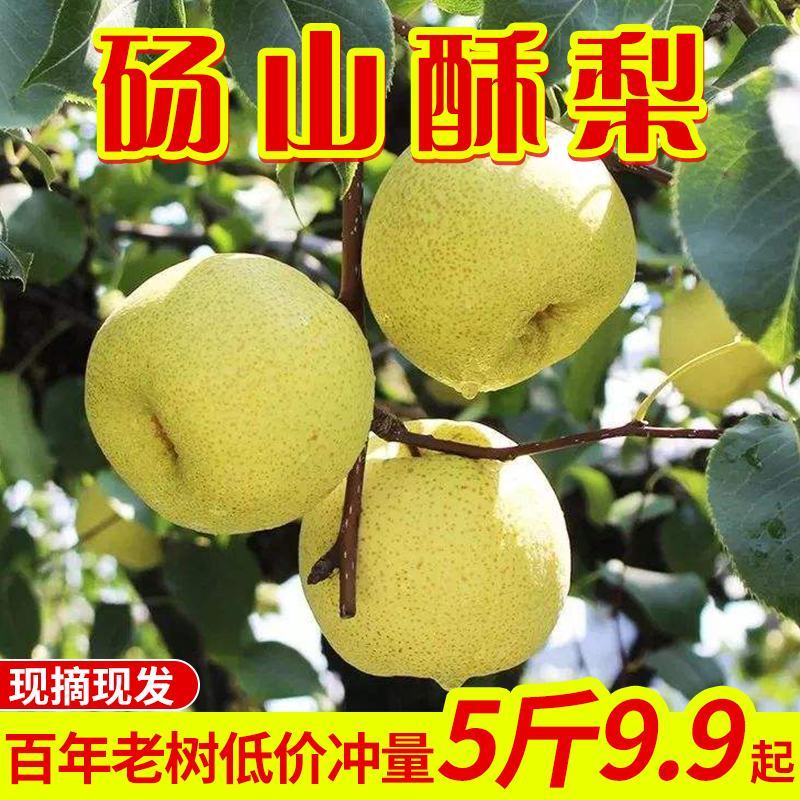 砀山酥梨大量上市欢迎各界客商咨询采购诚信代办公平交易
