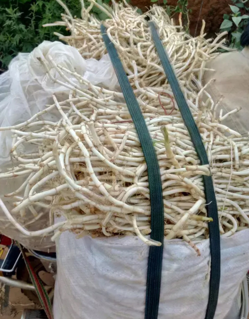 鱼腥草，白，嫩。质量保证，货源充足稳定，可长期和作