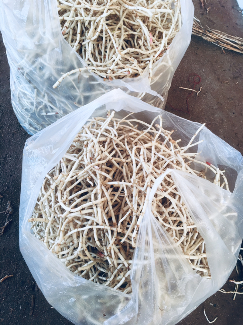 鱼腥草，白，嫩。质量保证，货源充足稳定，可长期和作