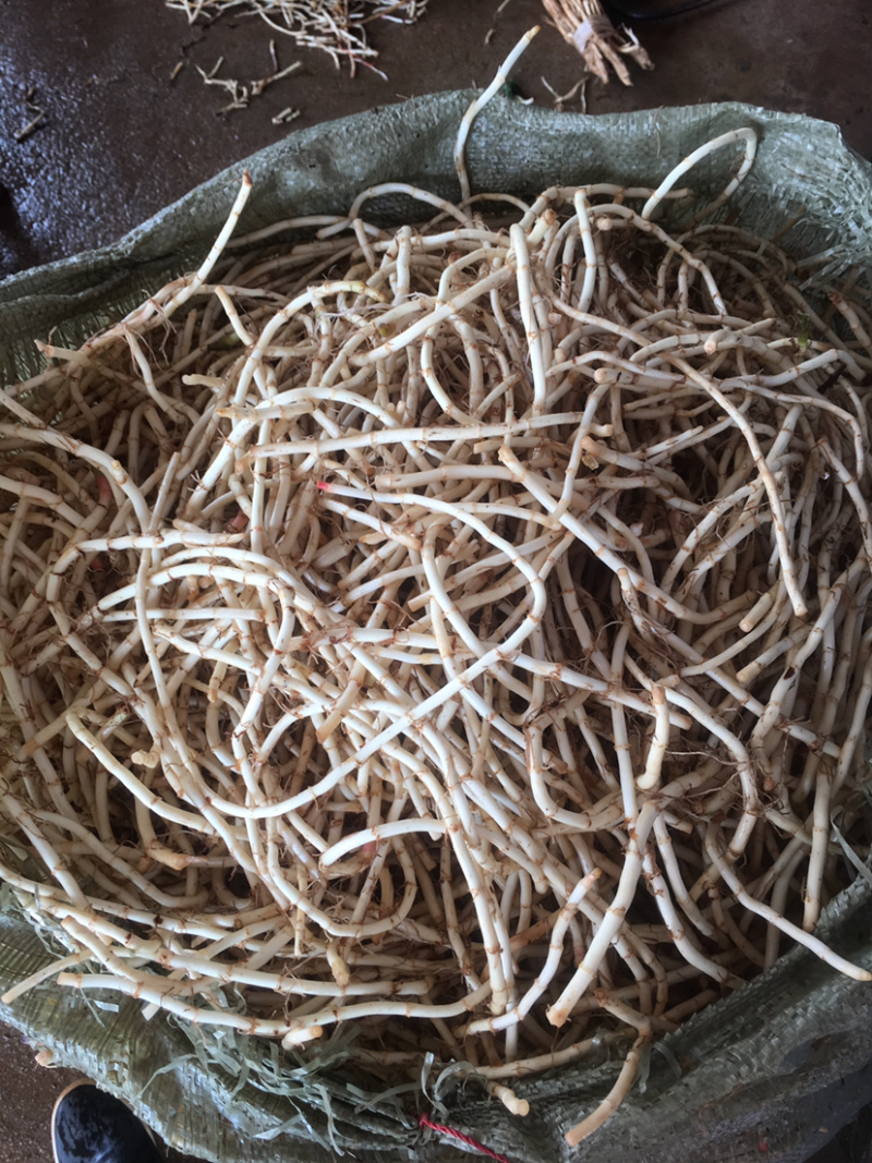 鱼腥草，白，嫩。质量保证，货源充足稳定，可长期和作