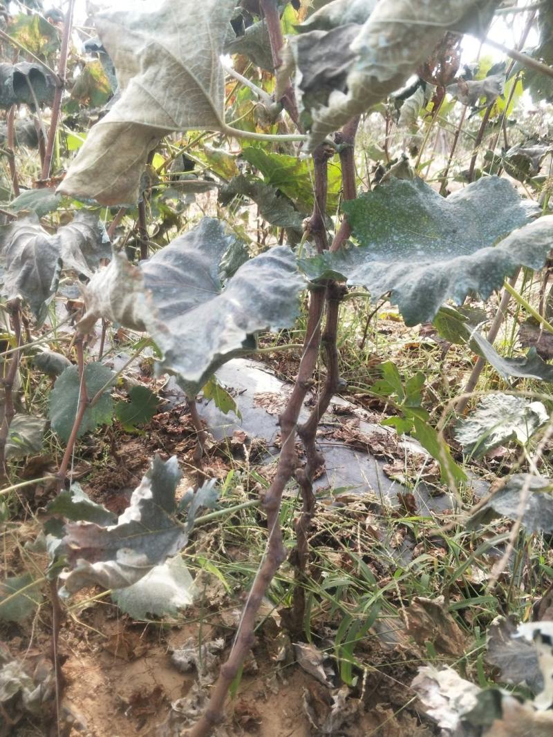 秦皇岛当年挂果葡萄苗巨峰葡萄苗高条