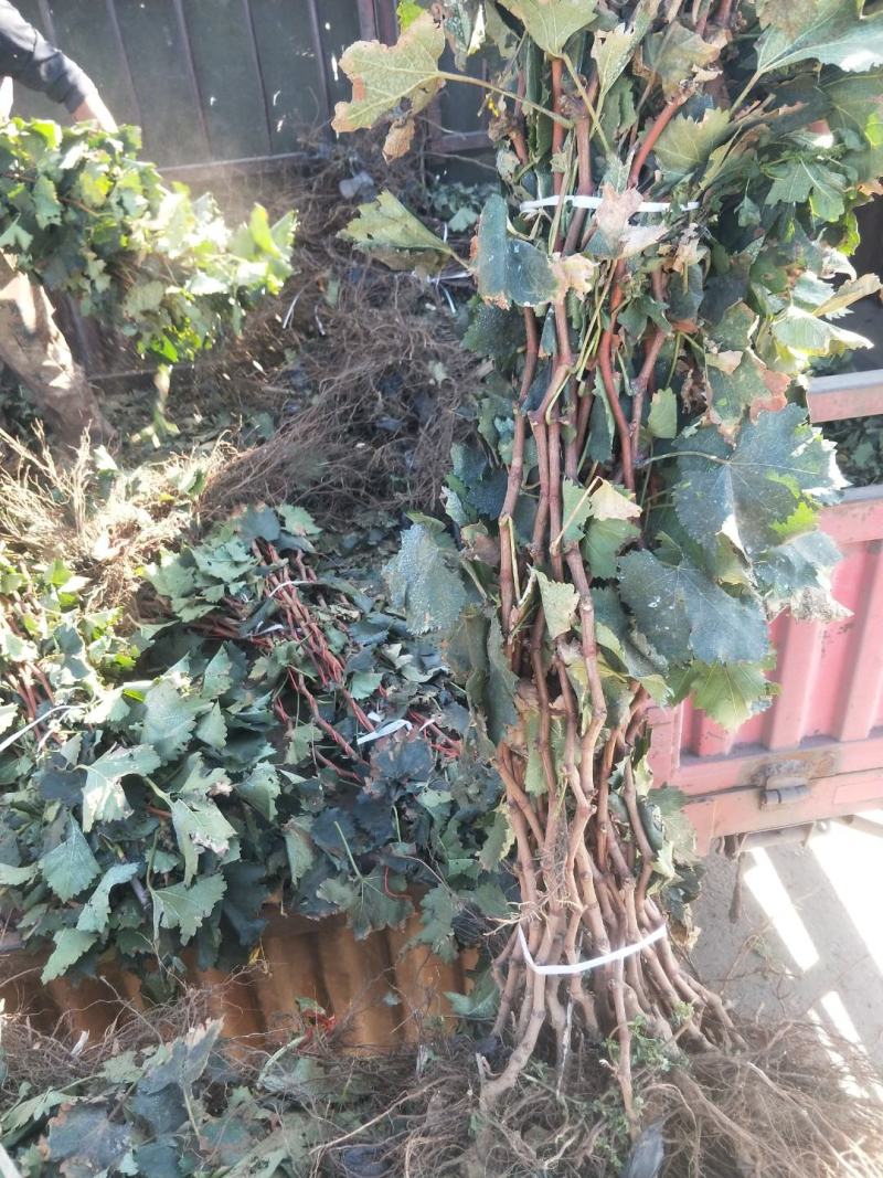 秦皇岛当年挂果葡萄苗巨峰葡萄苗高条