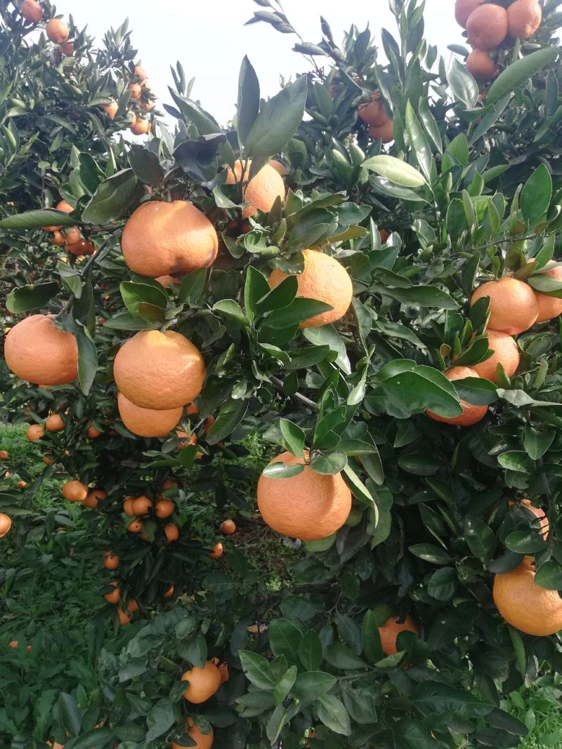 密桔，山坡蜜桔，甜度适中，色泽好，大小都有，量大从优