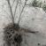 【有好货】大山里自然生长的迎春花，无人工培育纯野生产地直供