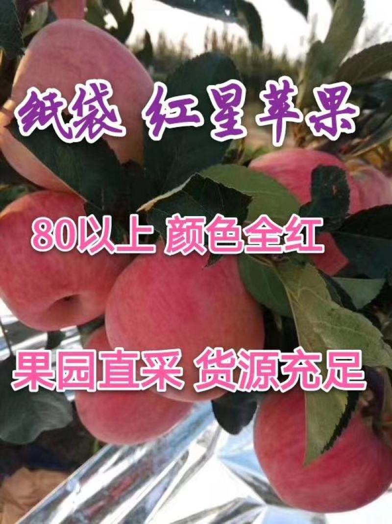 纸袋红星苹果大量上市了，个头大，口感香甜，量大