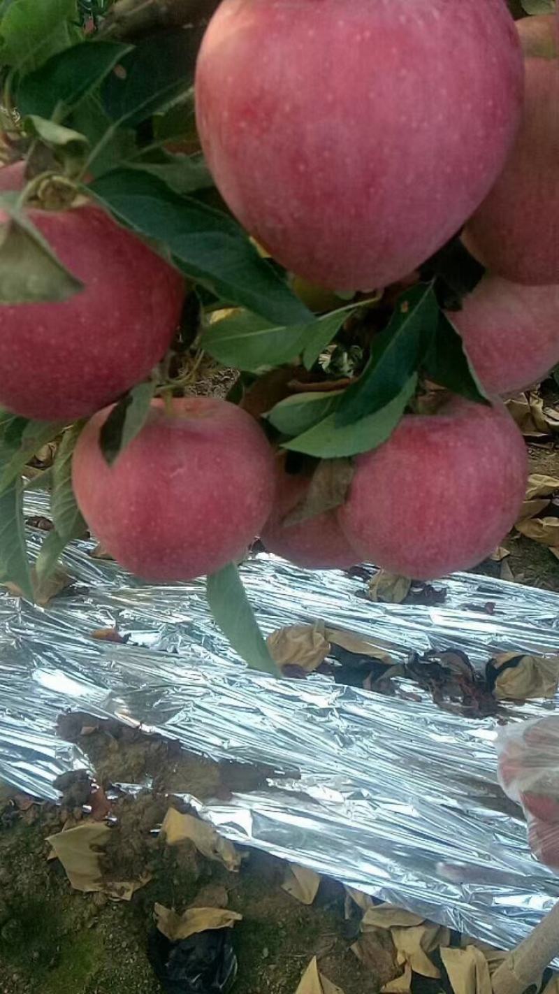 纸袋红星苹果大量上市了，个头大，口感香甜，量大