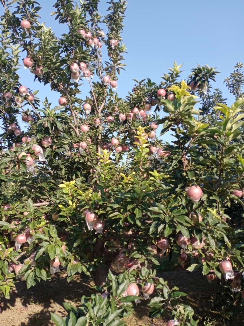 新红苹果，口感脆甜多汁颜色好看。