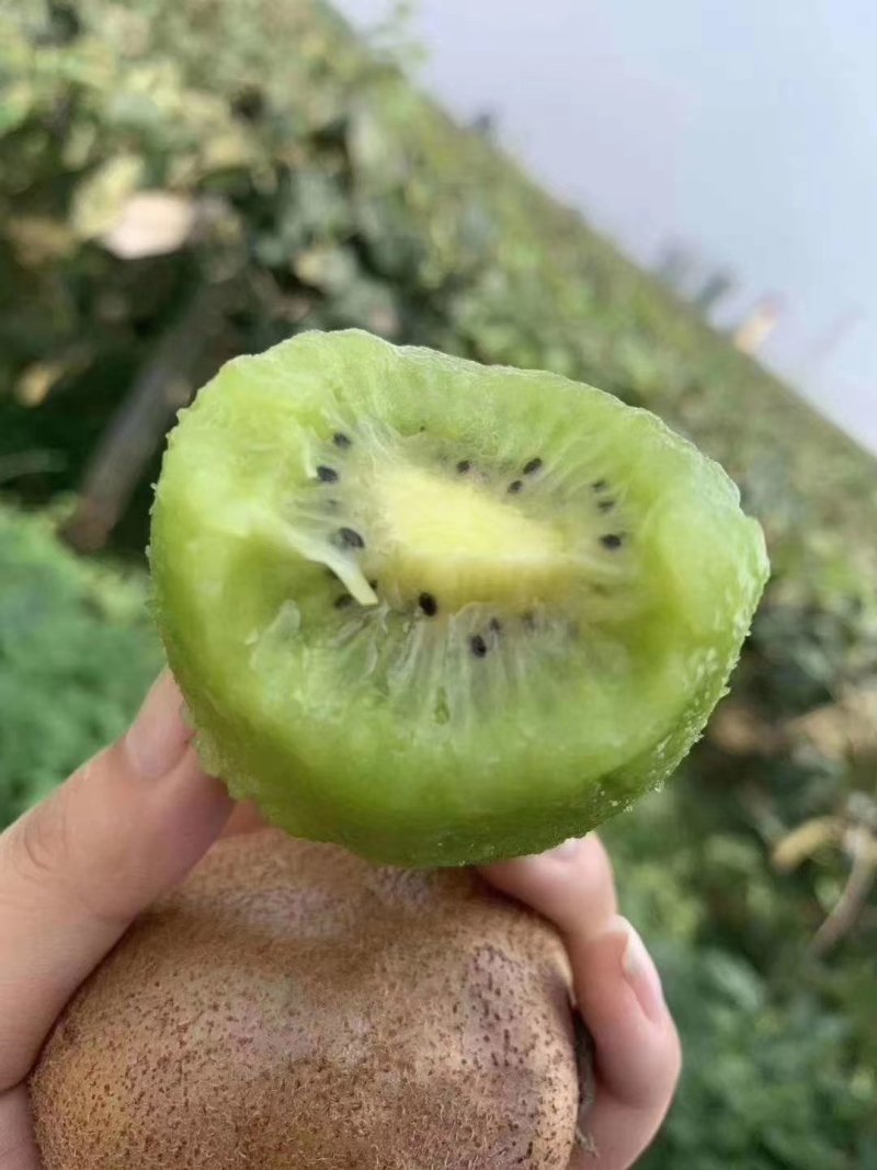 徐香猕猴桃。