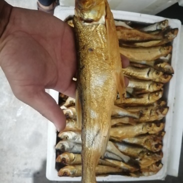 鱼干河鱼翘嘴鱼溪鱼干