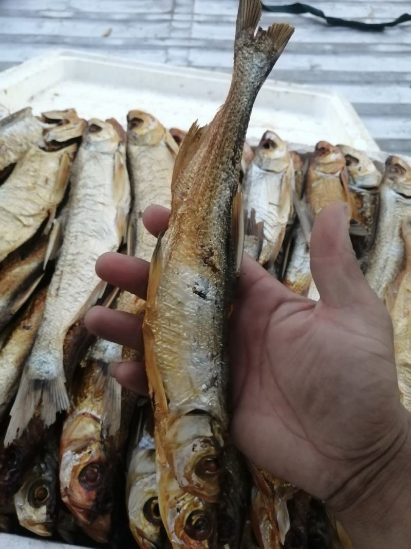 鱼干河鱼翘嘴鱼溪鱼干