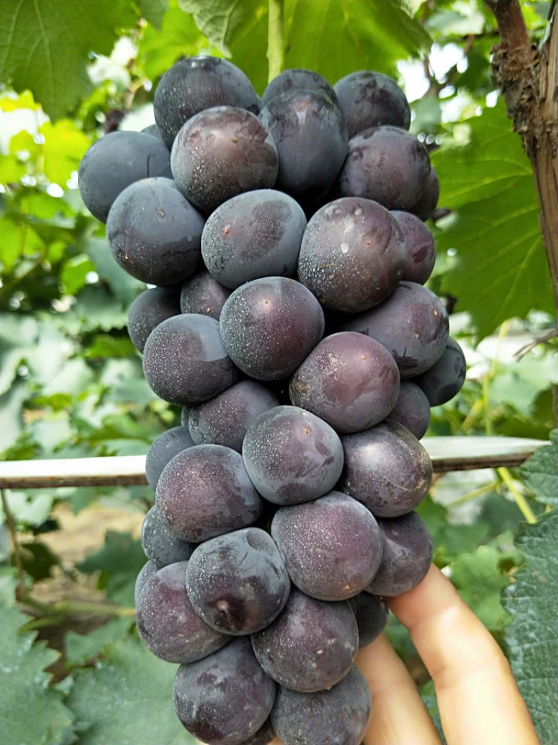 代收巨峰辽峰葡萄，决定可靠，现货随便挑选粒大饱满