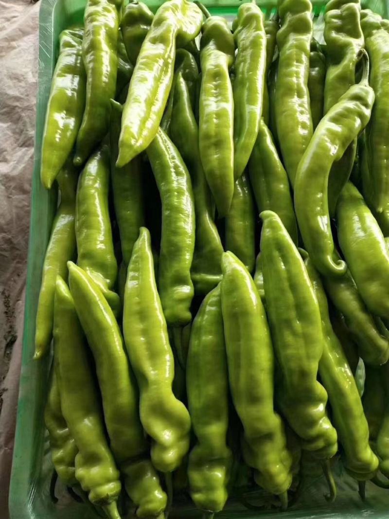 黄皮尖椒，黄皮尖椒大量上市