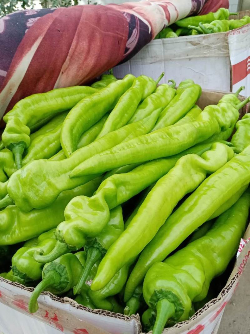 黄皮尖椒，黄皮尖椒大量上市