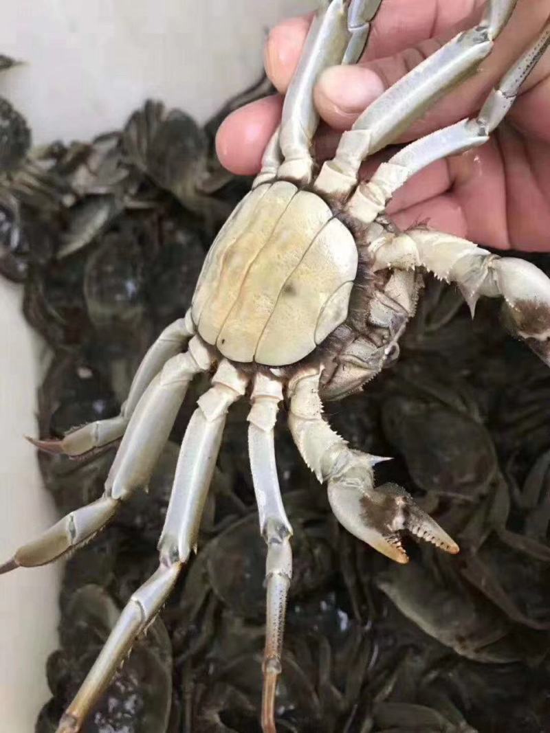 江苏大闸蟹全母零售批发招代理商保质保量肉质肥美