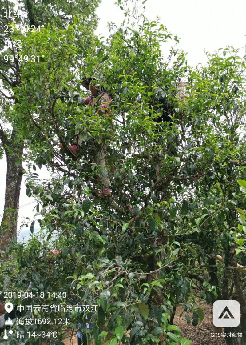 云南普洱茶古树茶单株。纯手工制作润滑口感香甜，耐泡。