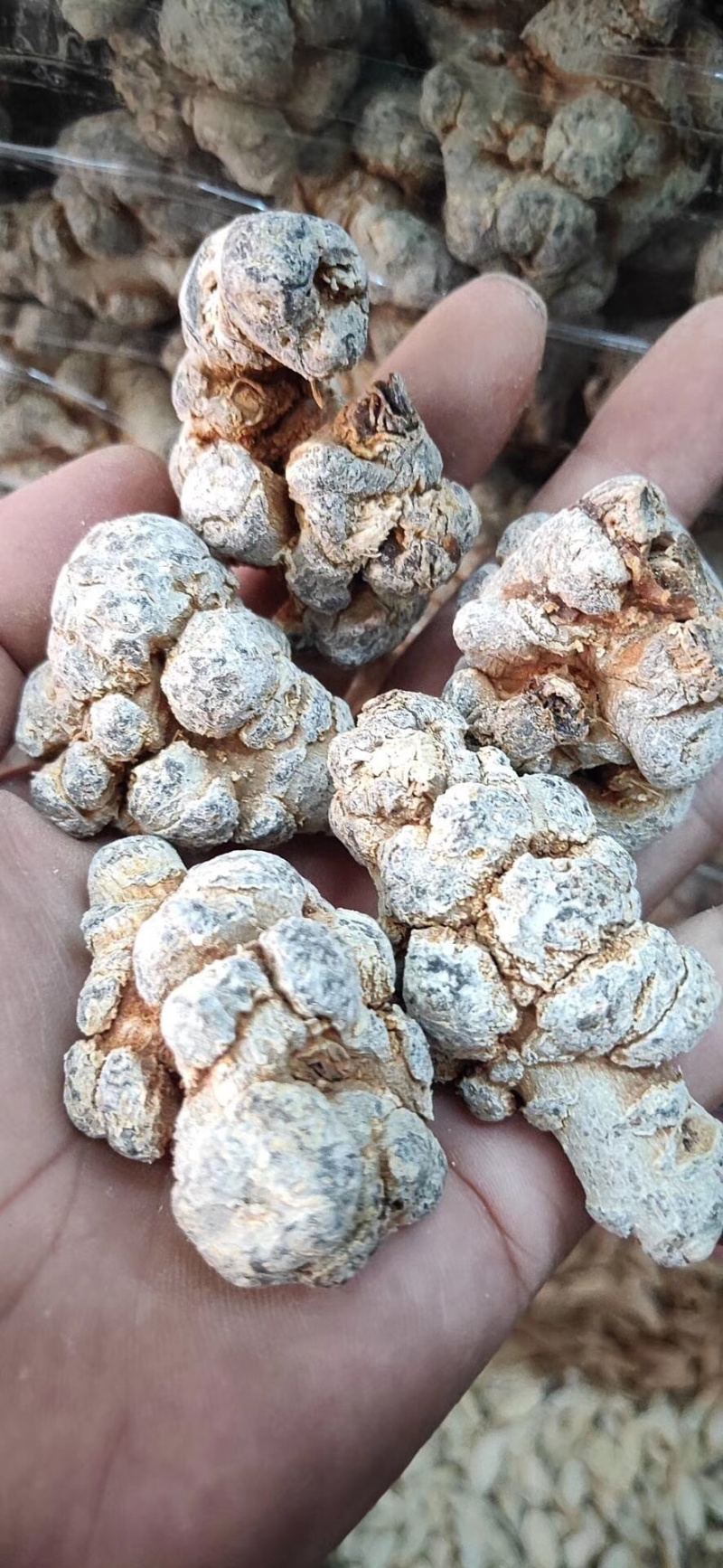 云南文山三七基地直发