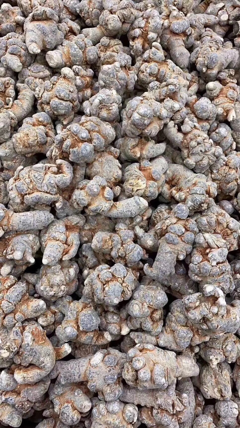 云南文山三七基地直发