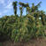 余甘果苗，耐寒品种南北方适合种植，产量高，易结果