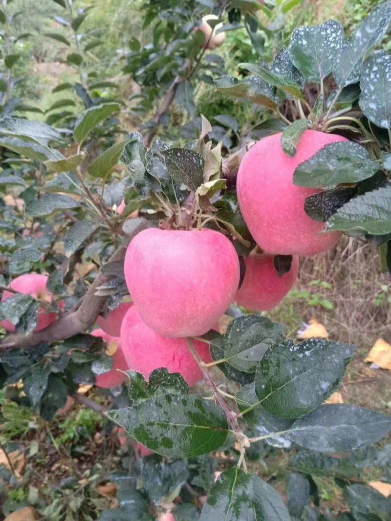 山东早熟鲁丽苹果美八苹果上市货源充足以手选为主