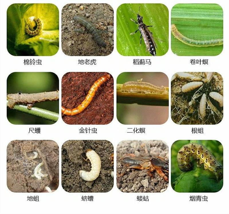 立本40%辛硫磷灌根地下害虫蚜虫螨虫土蚕地蛆食心虫菜青虫