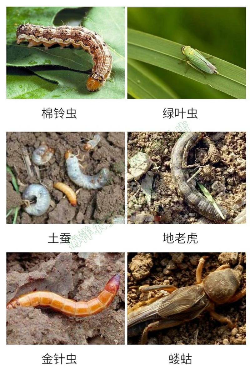 立本40%辛硫磷灌根地下害虫蚜虫螨虫土蚕地蛆食心虫菜青虫