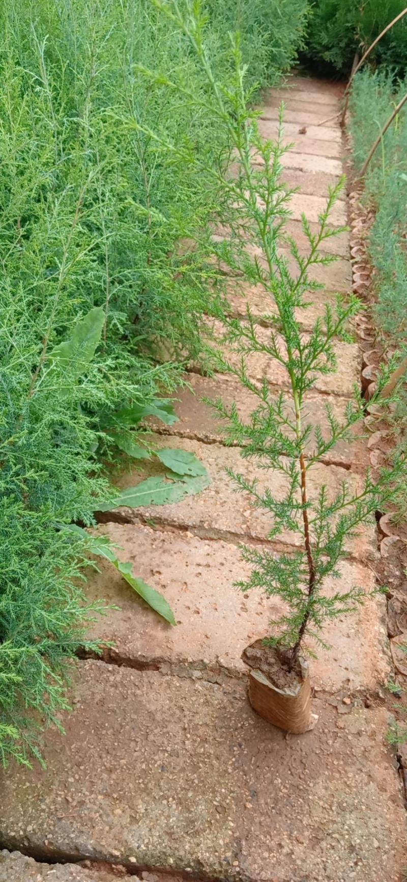 墨西哥柏，墨柏，基地直销，证件齐全，生长快