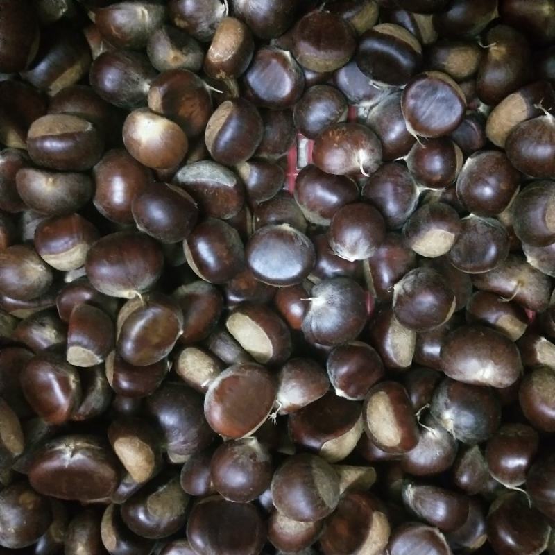 精品板栗(仁)，一件代发，对接电商平台，商超，批发市场，