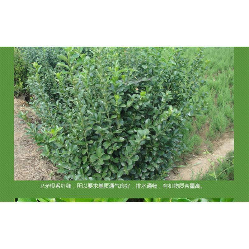 【乔灌木】卫矛自家卫矛，50株25元，满50株包邮