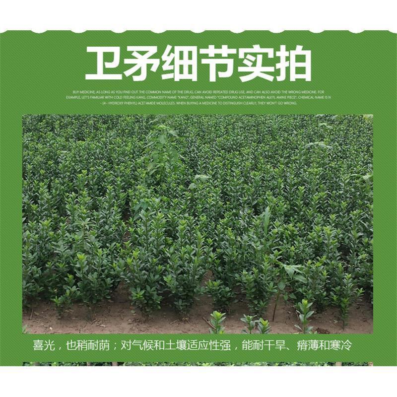 【乔灌木】卫矛自家卫矛，50株25元，满50株包邮