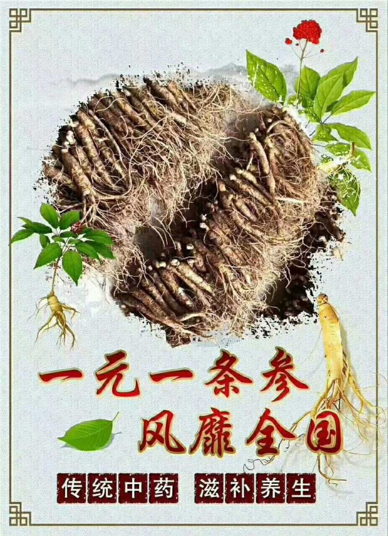 2020年新挖人参欢迎选购
