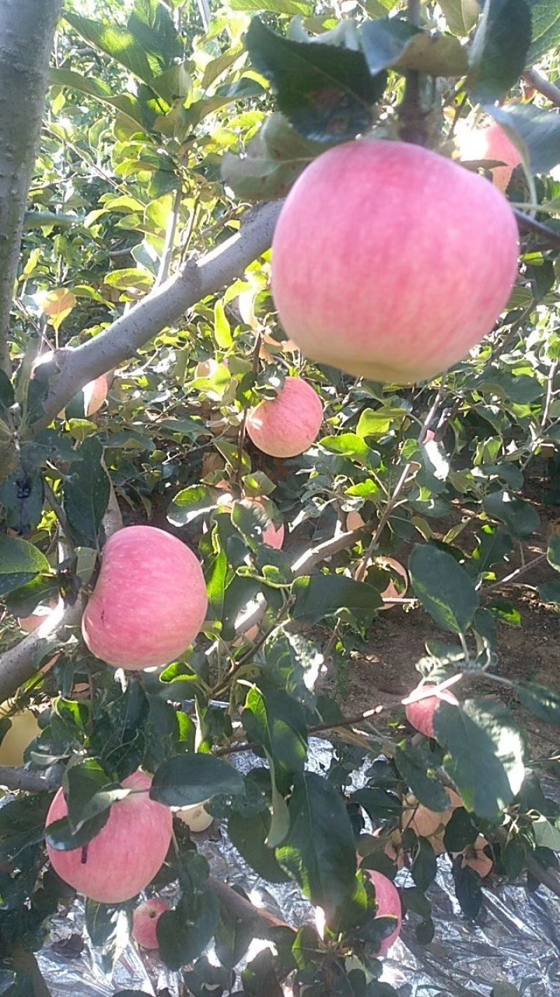 山东省优质新红星苹果纸袋，膜袋大量上市。