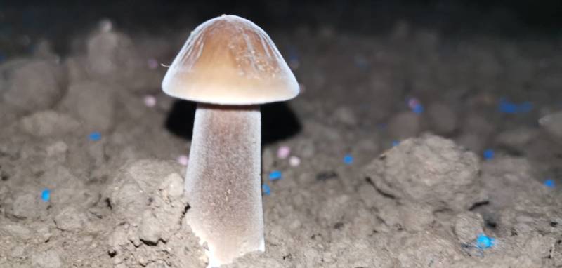 黑皮鸡枞菌包，黑皮鸡枞种植菌包，效益高，液体接种欢迎订购