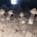 黑皮鸡枞菌包，黑皮鸡枞种植菌包，效益高，液体接种欢迎订购