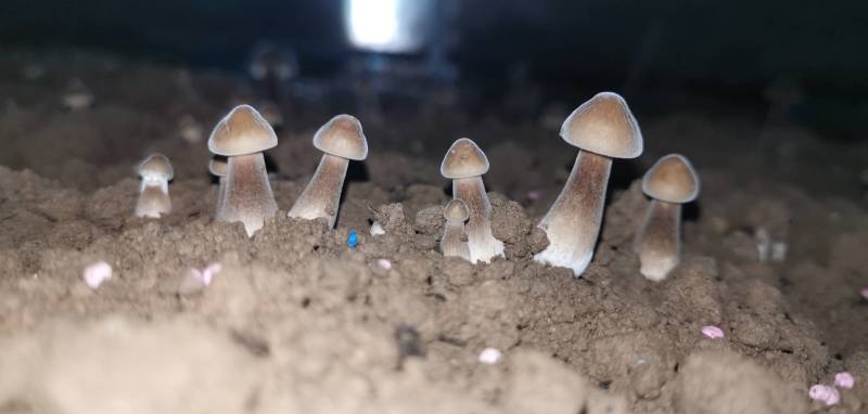 黑皮鸡枞菌包，黑皮鸡枞种植菌包，效益高，液体接种欢迎订购