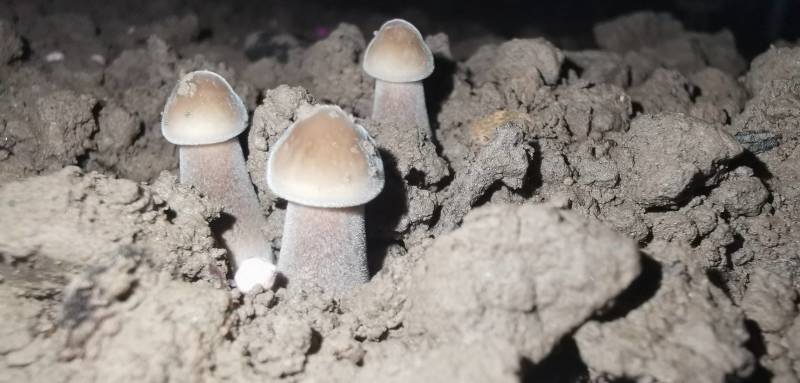 黑皮鸡枞菌包，黑皮鸡枞种植菌包，效益高，液体接种欢迎订购
