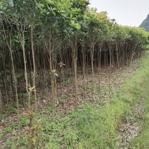桂花树（1一3公分地径，高1.5一2.5米，袋苗，移植