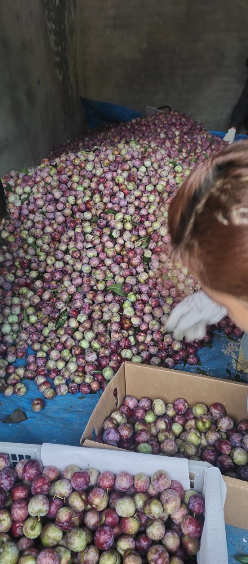 苹果大量上市需要的联系我