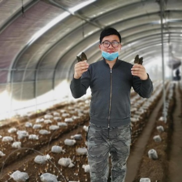 羊肚菌菌种购买，一亩地2000元，种植效益高