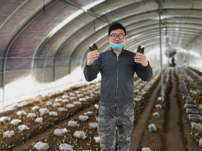 羊肚菌菌种购买，一亩地2000元，种植效益高