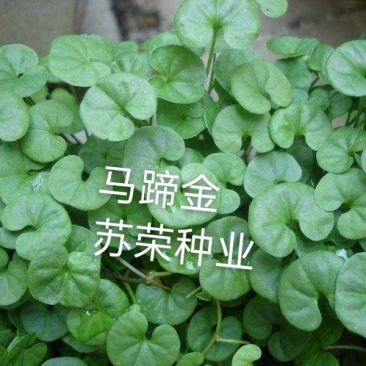 马蹄金种子草籽草坪种子小金钱草铜钱草种子四季常青耐高温绿