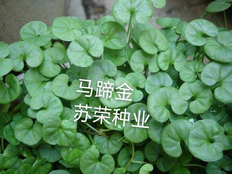 马蹄金种子草籽草坪种子小金钱草铜钱草种子四季常青耐高温绿