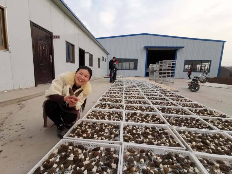 羊肚菌菌种营养包，栽培种，提供种植技术，回收产品