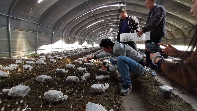 羊肚菌菌种营养包，栽培种，提供种植技术，回收产品