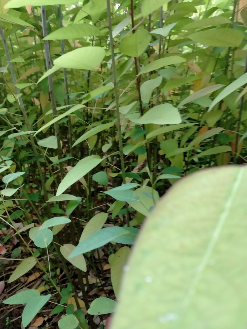 红叶乌桕小苗大量供应红叶乌桕小苗