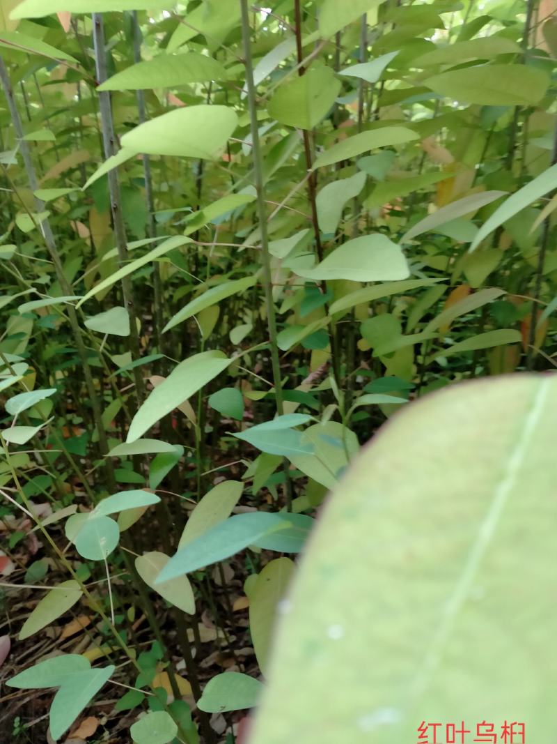 红叶乌桕小苗大量供应红叶乌桕小苗