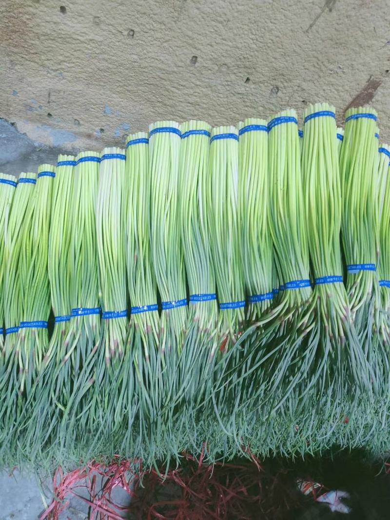 蒜苔长年供应金乡优质蒜苔包装齐全精加工各种规格包装